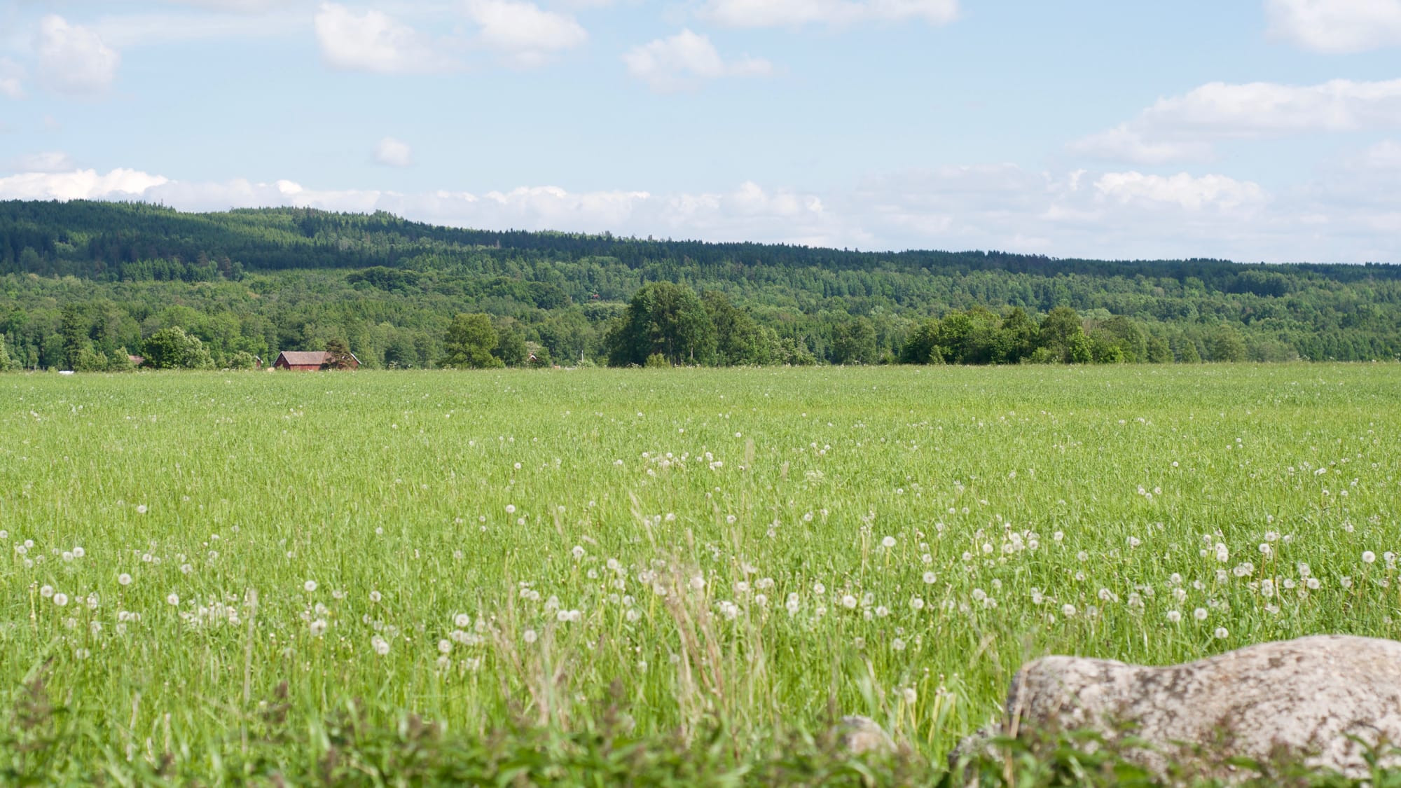 Swedish verdant summer landscape